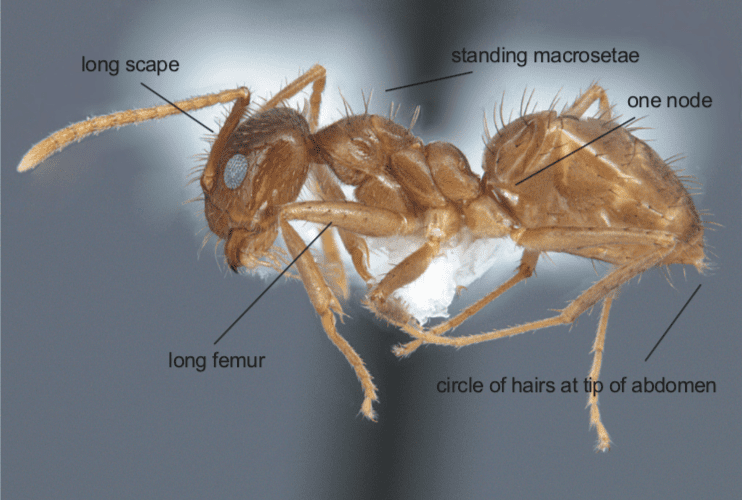 Figure 1. The tawny crazy ant (Nylanderia fulva) worker. Photo courtesy of Joe MacGown, Mississippi State University.