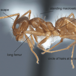 Figure 1. The tawny crazy ant (Nylanderia fulva) worker.