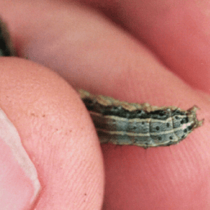 Figure 7. Fully grown fall armyworm larva. Note set of four dots on the end of the abdomen.