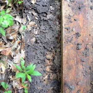 Figure 4. A tawny crazy ant nest under a board.