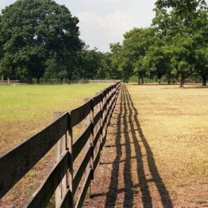 Figure 2. Fall armyworms marching from right to left across a pasture completely defoliating the foliage as they move.