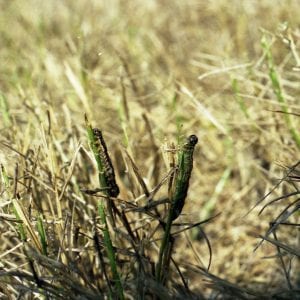 Figure 4. Fall armyworm damage in a hayfield. Caterpillars have eaten the tender, green portions of the grass, leaving jagged leaf edges and tough leaf bases.