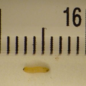 Figure 5. The larva (maggot) is about 1/8 inch (3 mm) long.