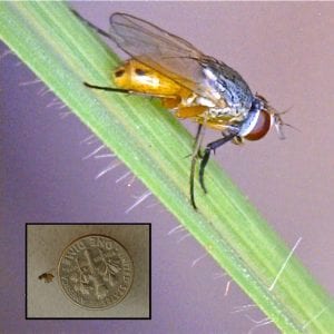 Figure 4. The adult stage of this pest is a small fly.