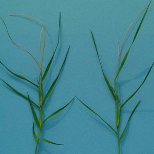 Figure 8. Bermudagrass shoots showing tip damage. Note the new shoot emerging from a lower node of the shoot on the right.