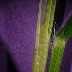 Figure 6. The larva feeds inside the bermudagrass stem.