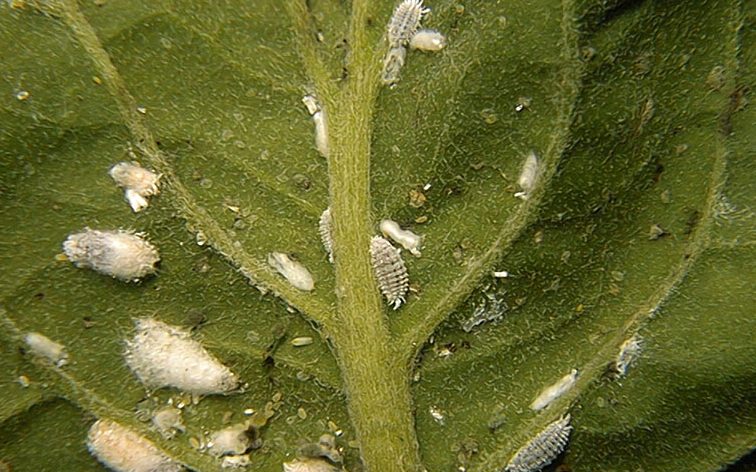 Madeira mealybug