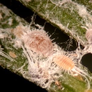 Figure 2. The long-tailed mealybug is recognizable by its long anal filaments.