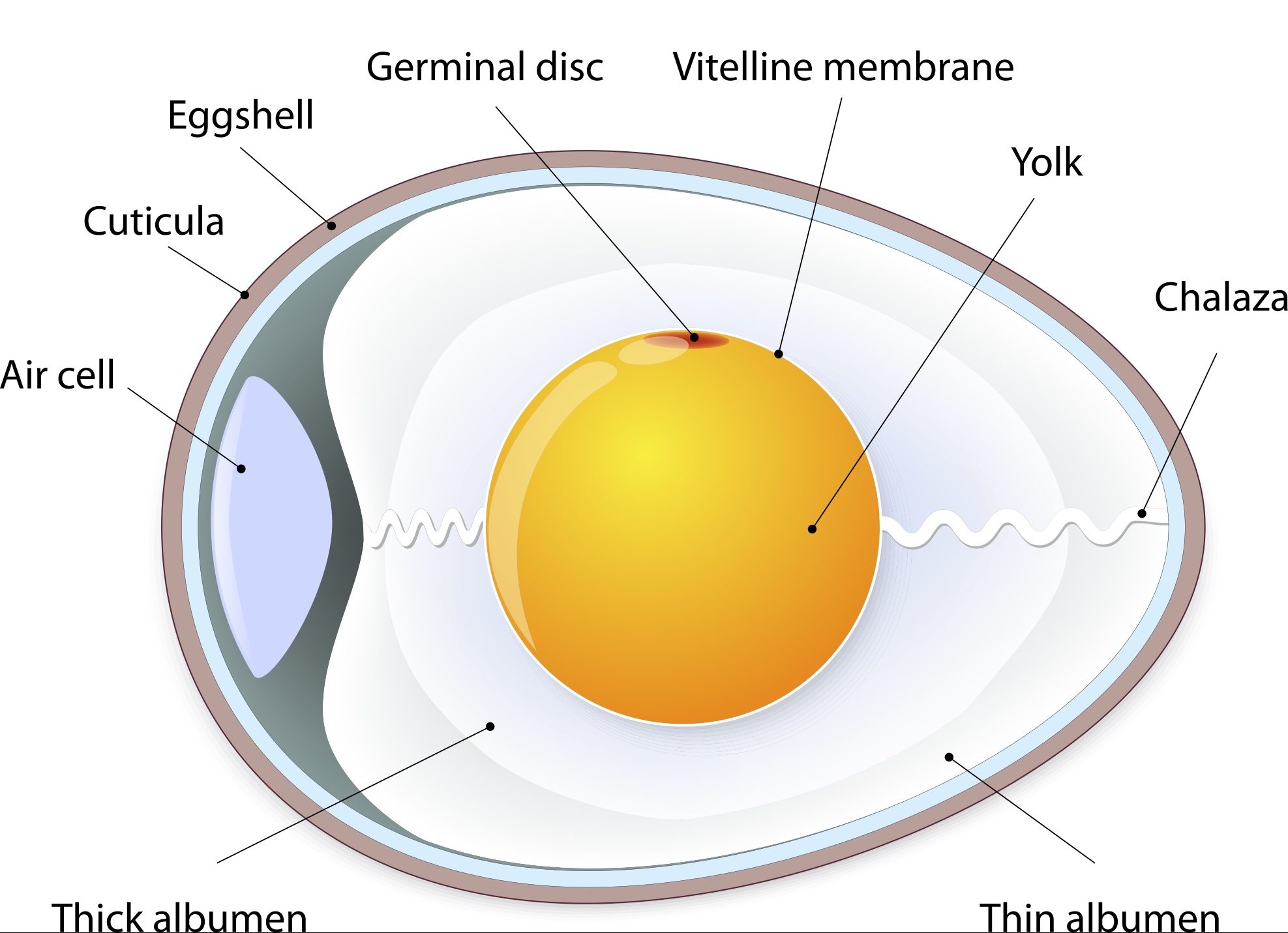 The Structure of an Egg.