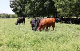 Angus Beef Cattle in Pasture
