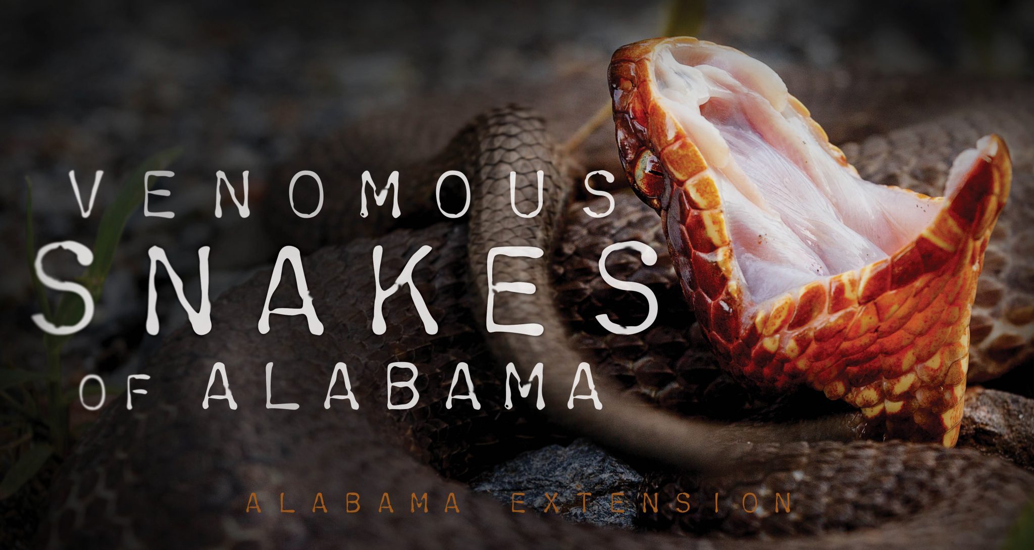 Venomous snakes of Alabama