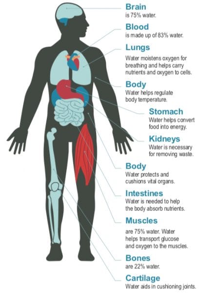 A diagram of the body showing how water affects different areas.