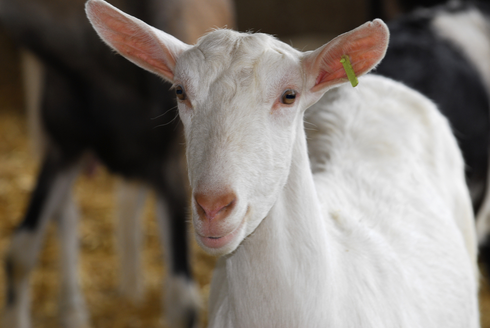 Herd Health Management - Dairy Goats and Sheep - Alabama Cooperative  Extension System