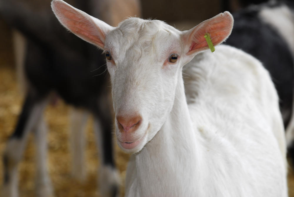 Herd Health Management - Dairy Goats and Sheep - Alabama