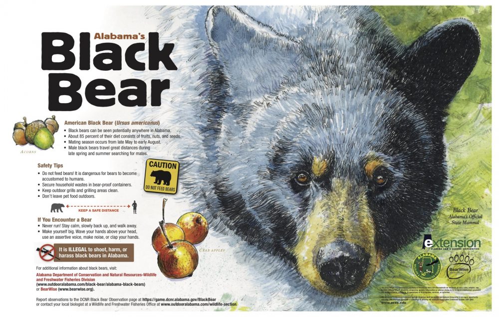 Alabama's Black Bear Poster