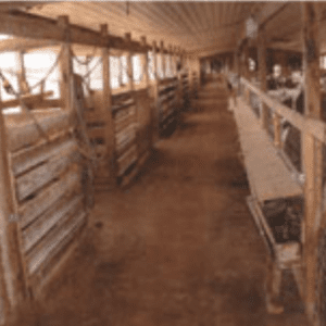 Figure 1. Former poultry house converted into facility to house goats; note kidding pens on left