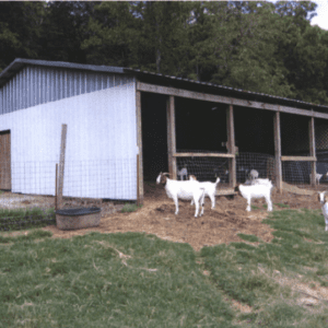 Figure 2. Semi-enclosed barn with potential for additions and modifications (Photo by Sydne and Robert Spencer, Spencer’s Farm)