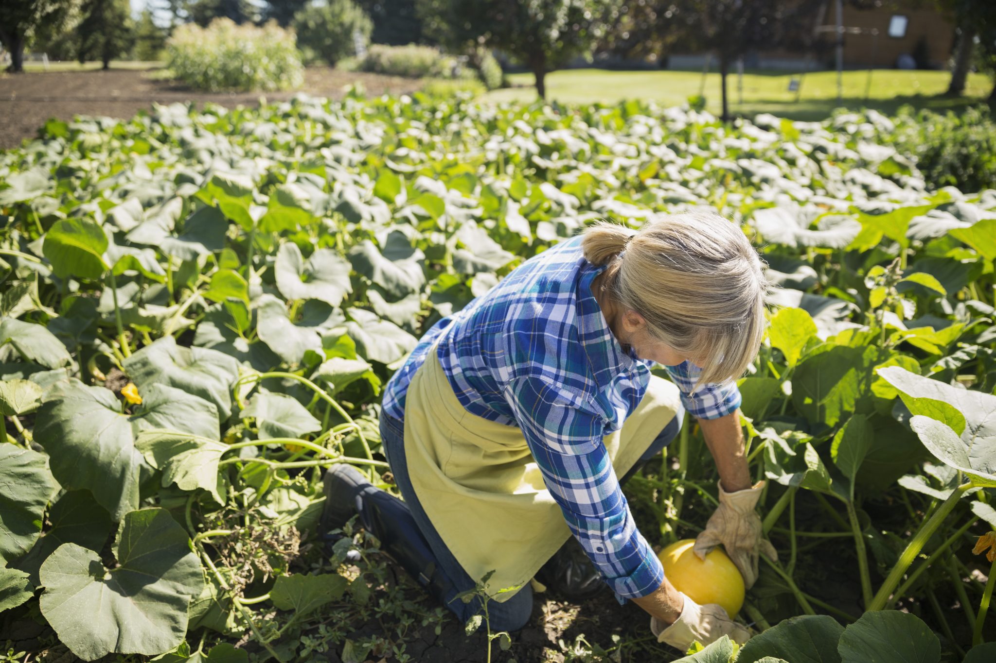 Woman harvesting squash in sunny vegetable garden