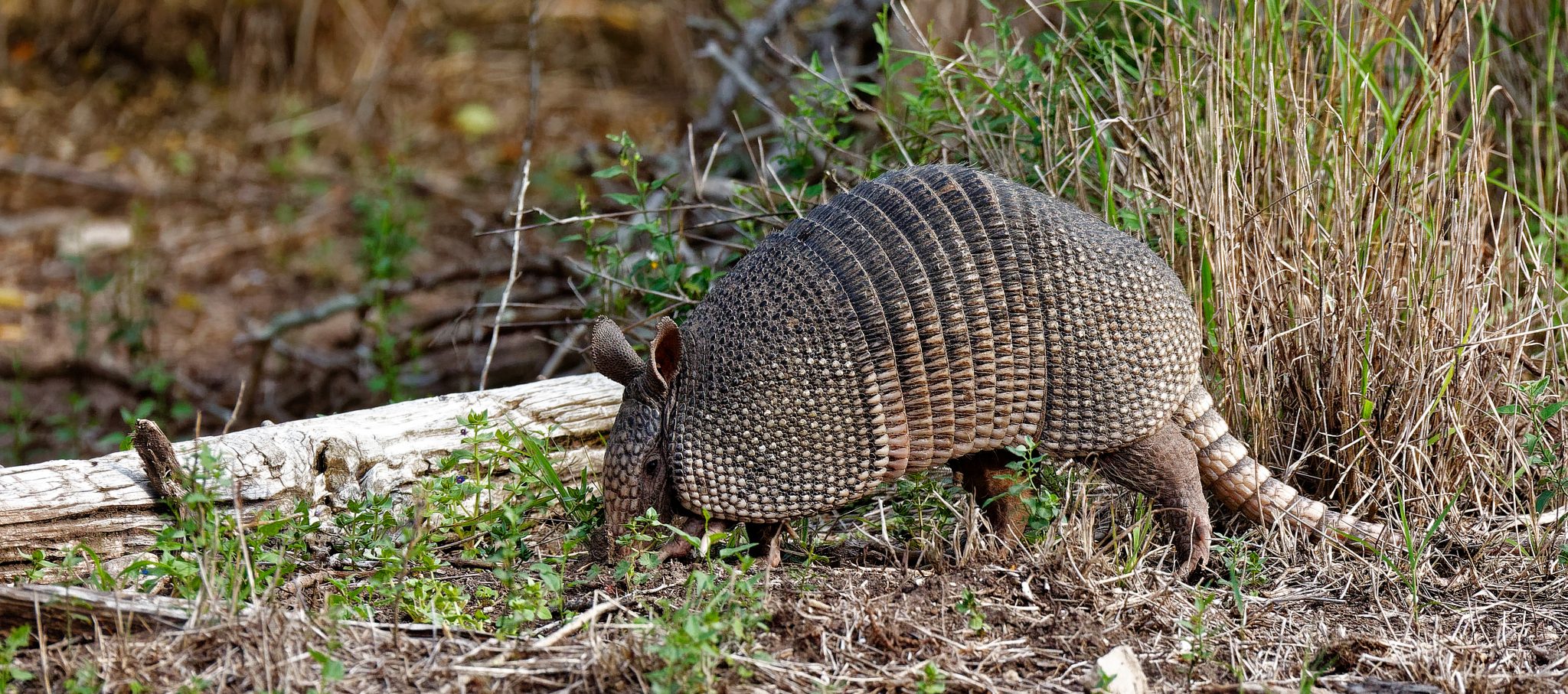An armadillo forages along a road in the Laguna Atacosa National Wildlife Refuge in Texas.