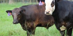 A young, black bull calf and a young, black baldy heifer