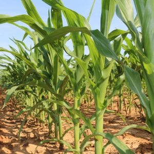 corn plants, market facilitation program