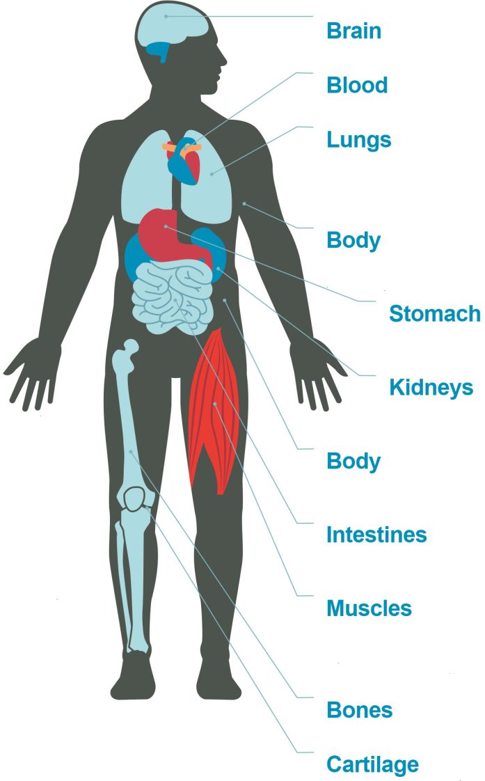 Model of human body with markers noting the brain, lungs, etc.