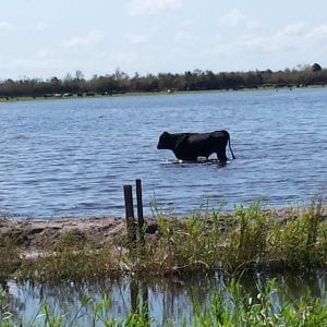 A bull standing in flooded field