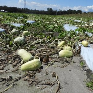 Decaying winter squash field on plastic after flood