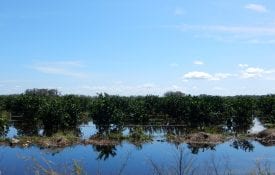 flooded orange grove from a distance, food crop resources