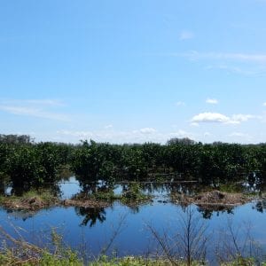 flooded orange grove from a distance, food crop resources