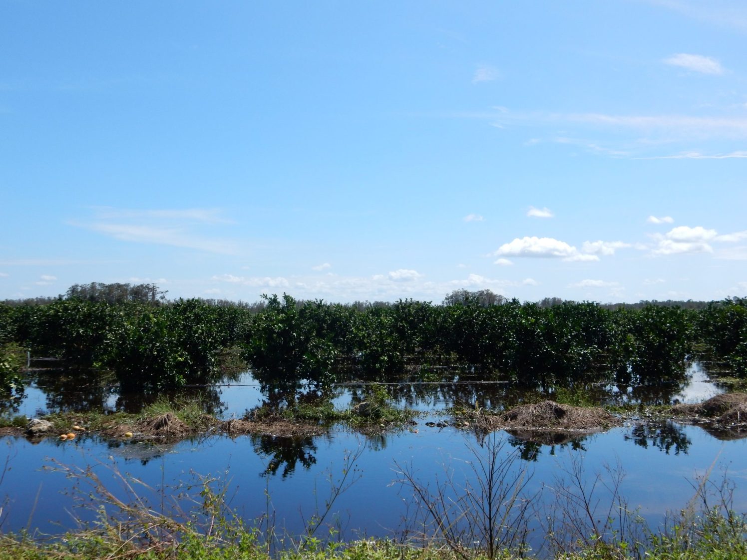 flooded orange grove from a distance, food crop resources