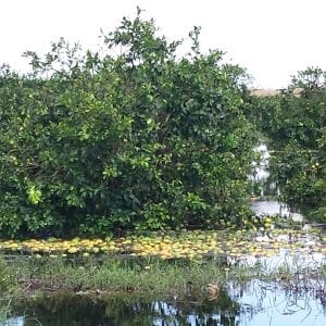A flooded orange grove with lots of oranges visible.