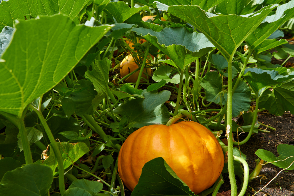 Pumpkins growing in a garden.