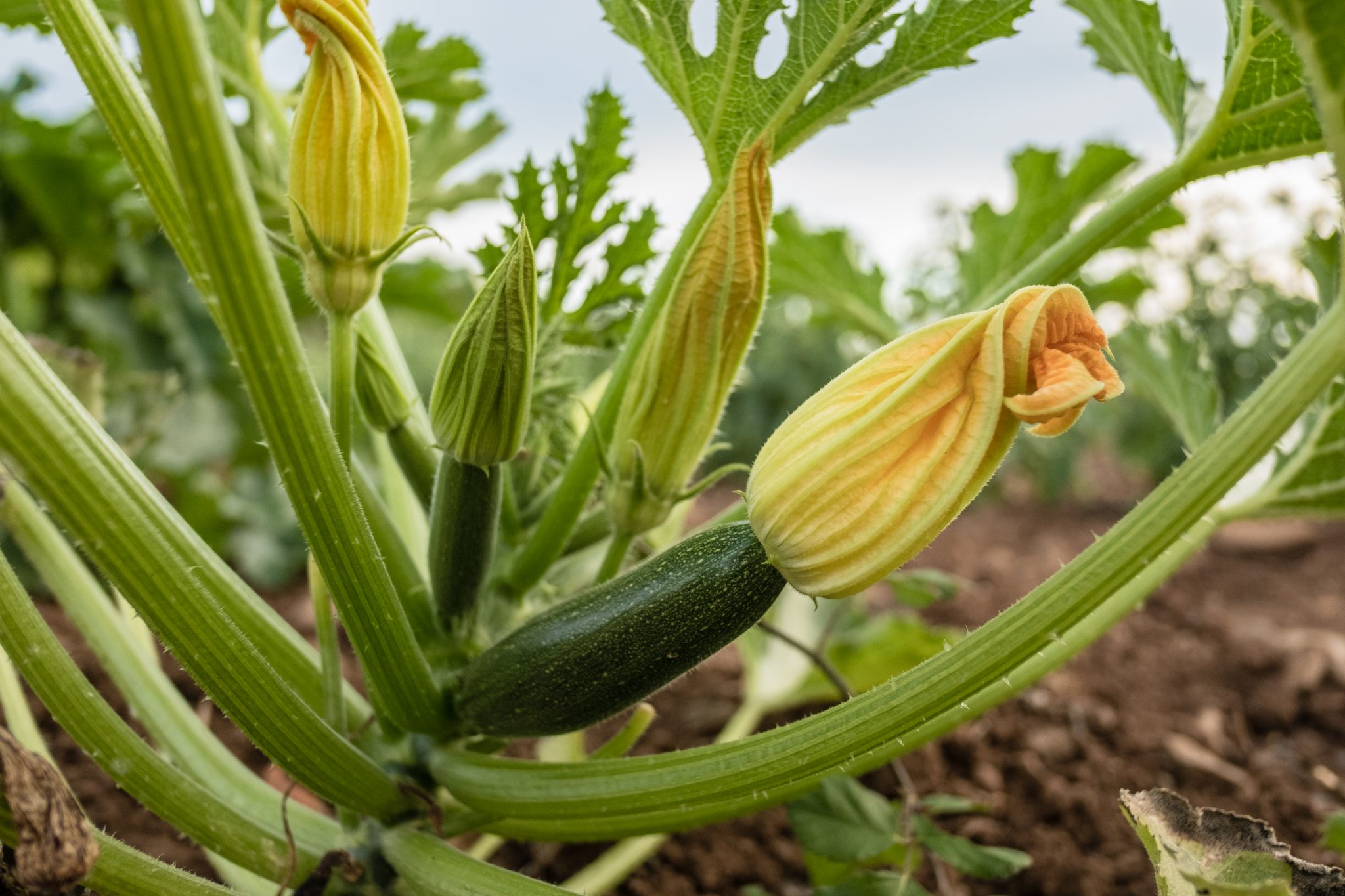 Squash blooms and fruit