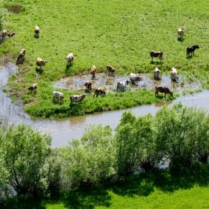 Cattle standing in a flooded field.