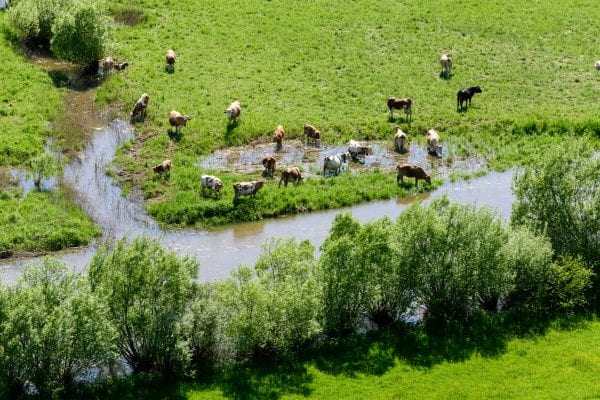 Cattle standing in a flooded field.