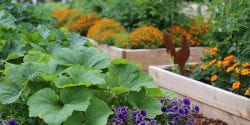 A raised vegetable and flower garden