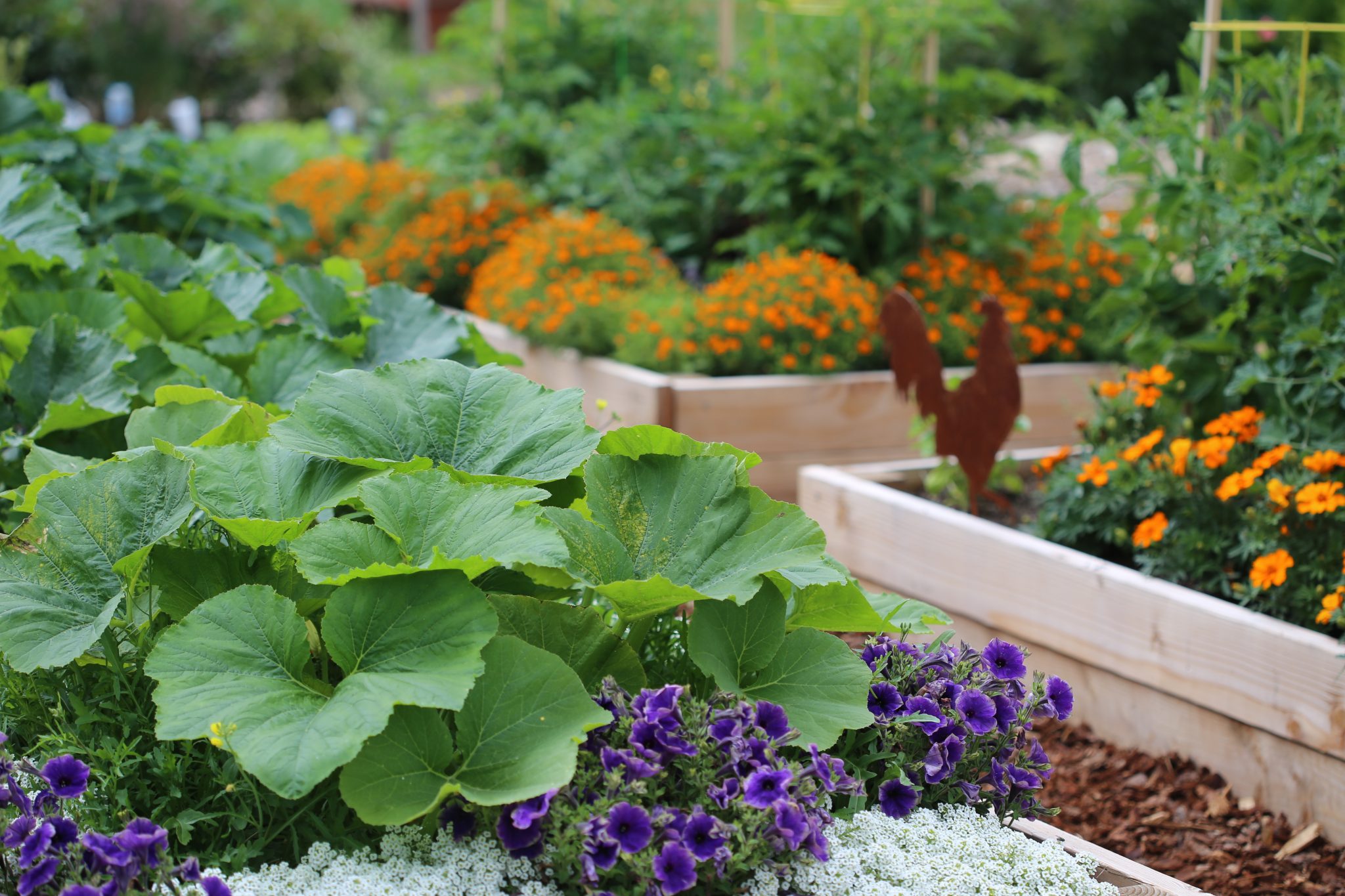 A raised vegetable and flower garden