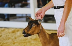 goat dairy goats sheep breed vaccination youth resources small