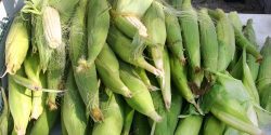 Ears of Corn at Farmers Market