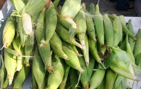 Ears of Corn at Farmers Market
