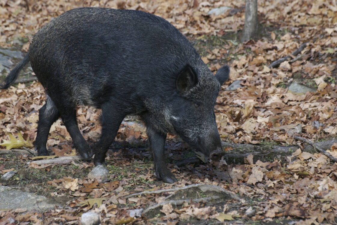 A wild pig rooting around in a wooded area.