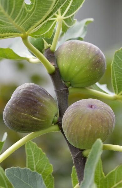 Ripe figs on a tree