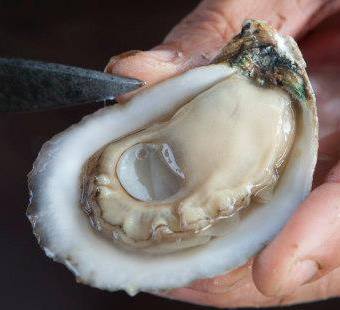 Half Shell Oyster Farmed in Alabama 