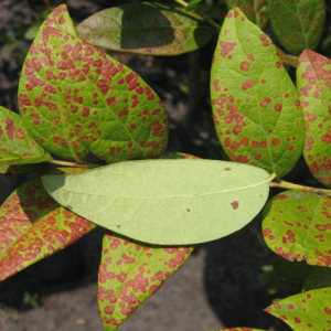 BRRV on blueberry leaves