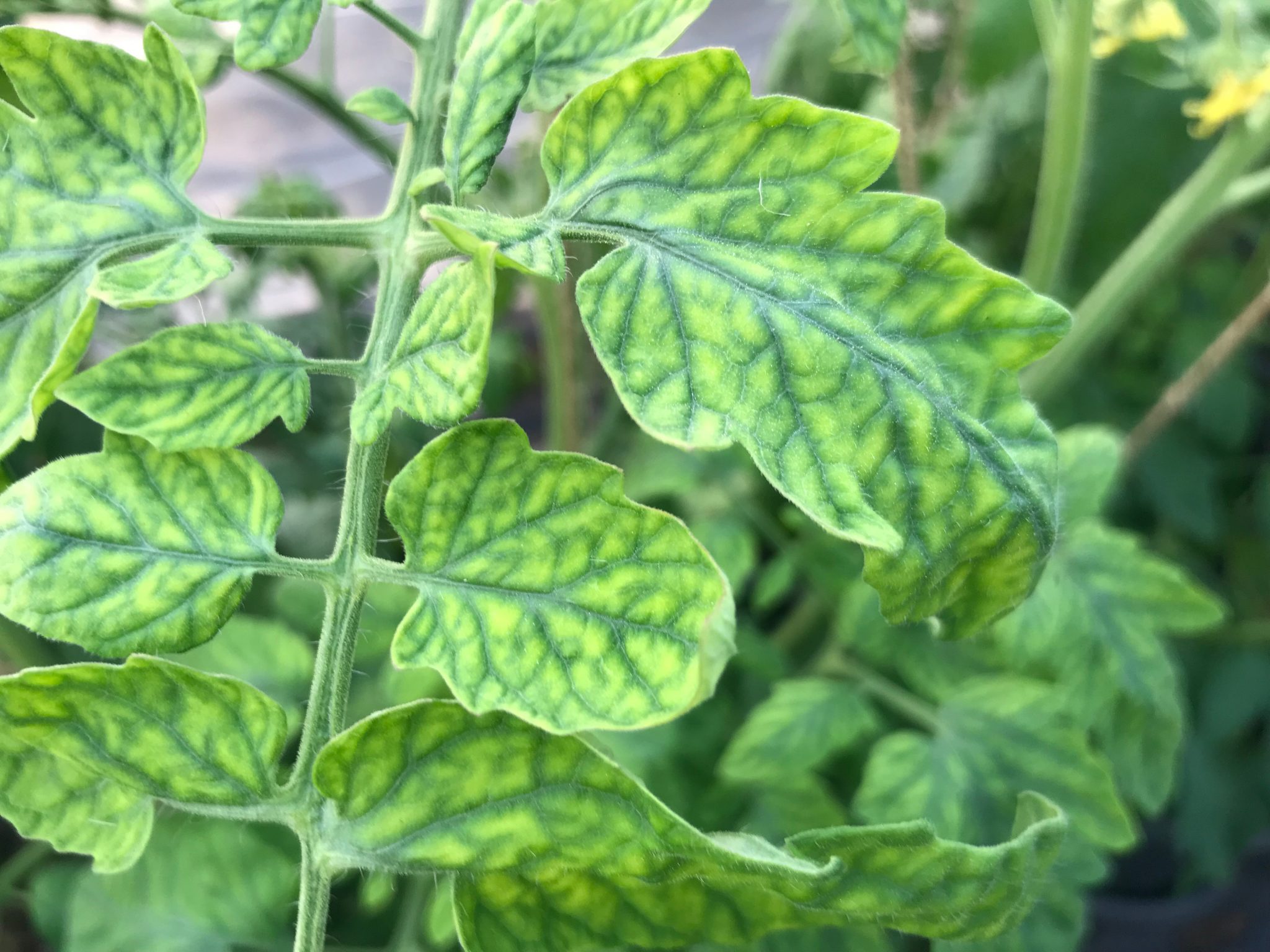 Nutrient deficiency in tomato leaf