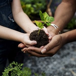 two pais of hand cradling a seedling in soil