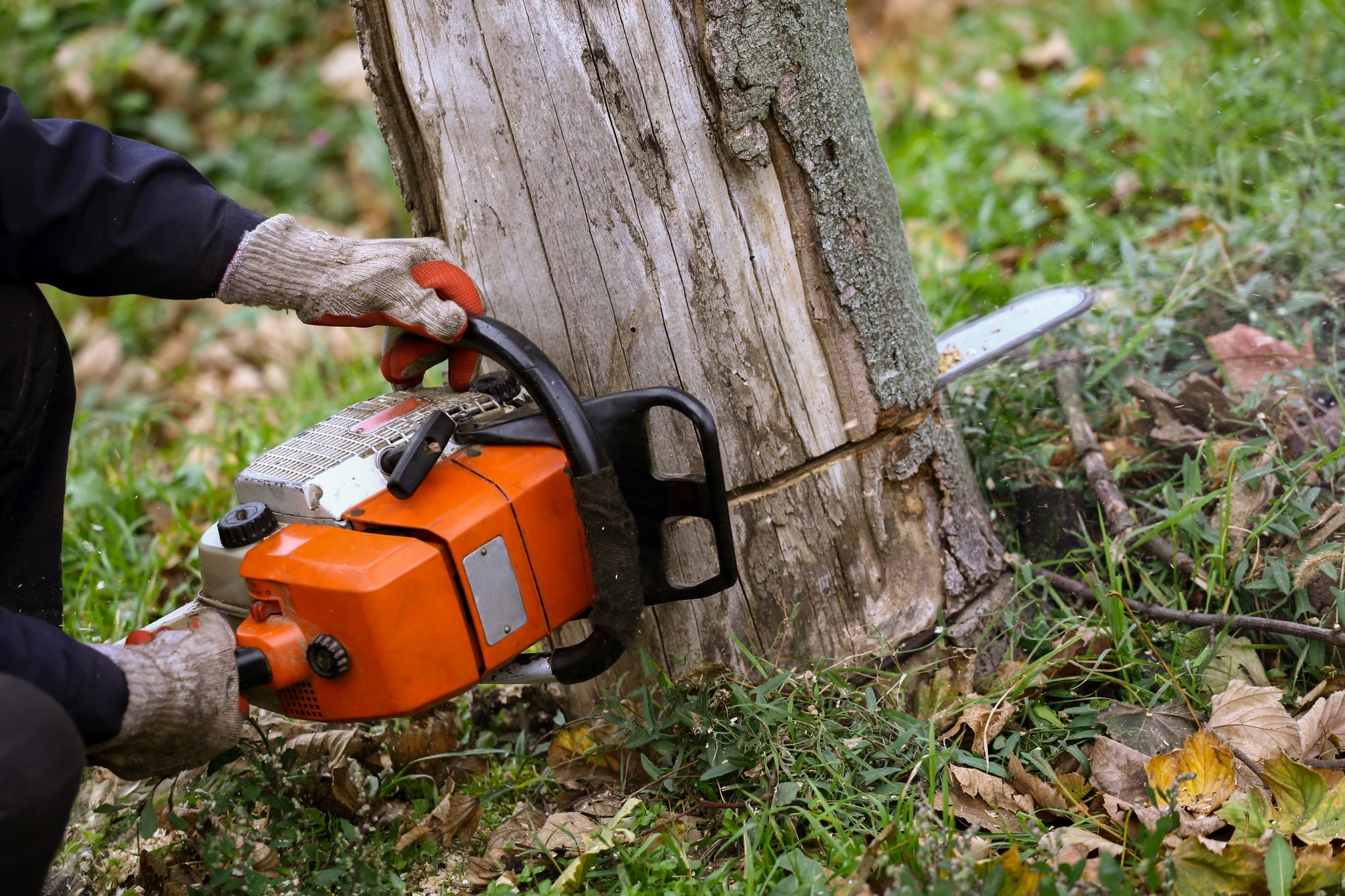 using chainsaw to cut down tree