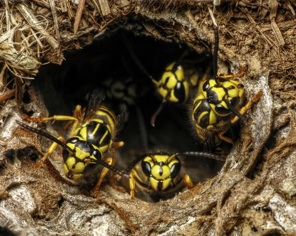 yellow jacket ground nest