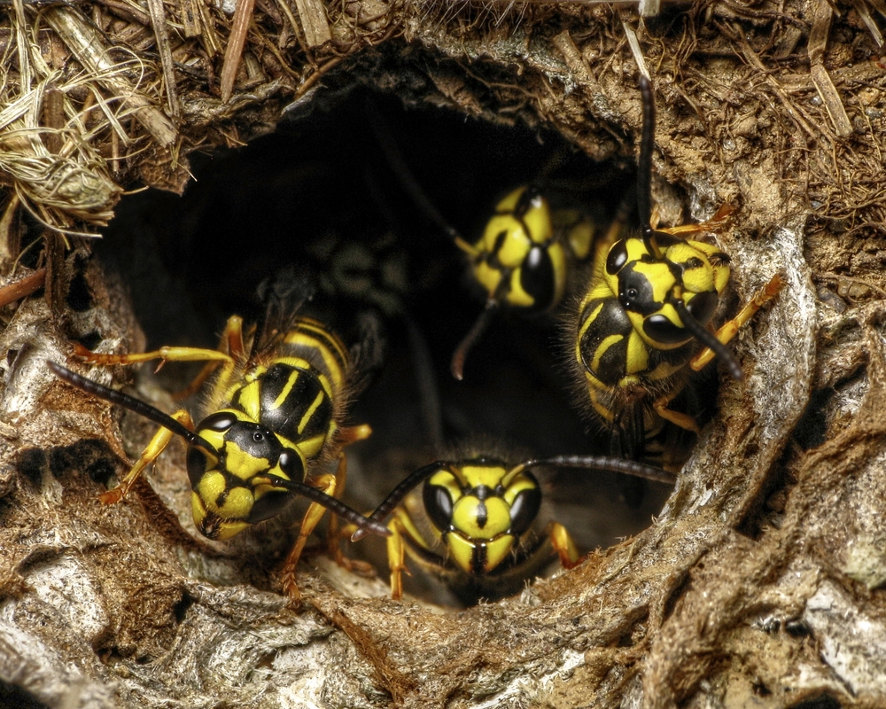 ground yellow jackets